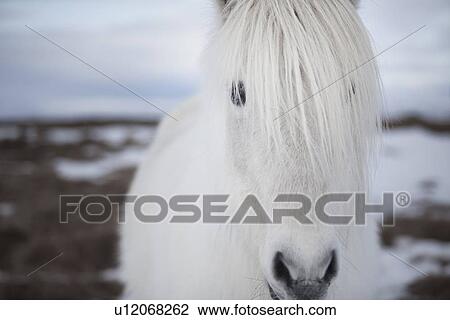 Stock Image - Close up of white horses face. Fotosearch