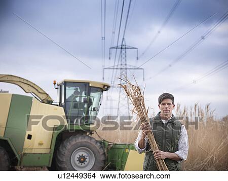 Farmer carrying elephant grass View Large Photo Image Picture - Farmer carrying elephant grass. Fotosearch