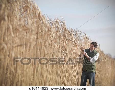 Stock Image - Farmer examining elephant grass. Fotosearch