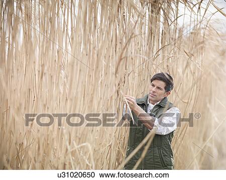 Stock Image - Farmer examining elephant grass. Fotosearch