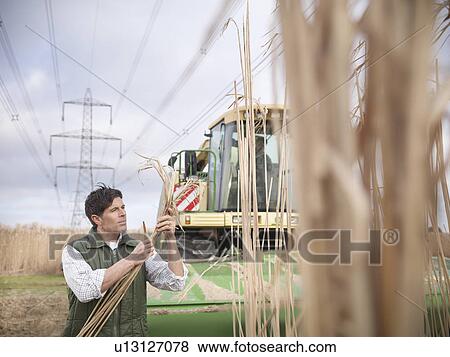 Farmer examining elephant grass View Large Photo Image Stock Photo - Farmer examining elephant grass. Fotosearch
