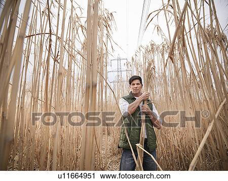 Stock Image - Farmer gathering elephant grass. Fotosearch
