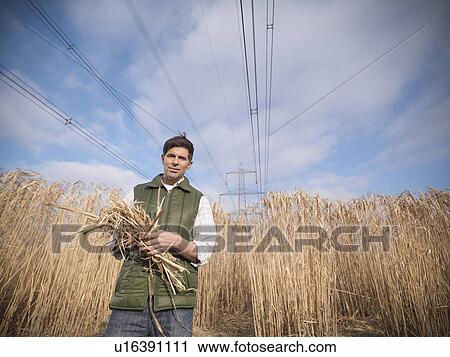 Stock Image - Farmer holding bunch of elephant grass. Fotosearch
