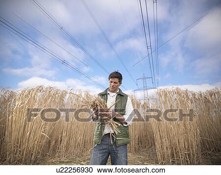 Farmer holding bunch of elephant grass View Large Photo Image Stock Image - Farmer holding bunch of elephant grass. Fotosearch