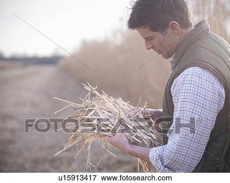 Farmer holding bunch of elephant grass View Large Photo Image Stock Photo - Farmer holding bunch of elephant grass. Fotosearch