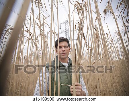 Farmer holding bunch of elephant grass View Large Photo Image Stock Photograph - Farmer holding bunch of elephant grass. Fotosearch