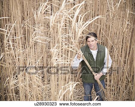 Stock Image - Farmer holding stalks of elephant grass. Fotosearch