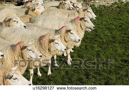 Flock of sheep standing together View Large Photo Image Stock Photo - Flock of sheep standing together. Fotosearch