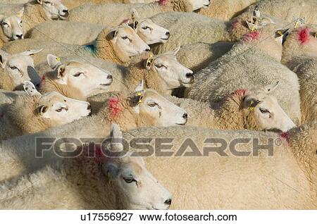 Flock of sheep standing together View Large Photo Image Stock Photo - Flock of sheep standing together. Fotosearch