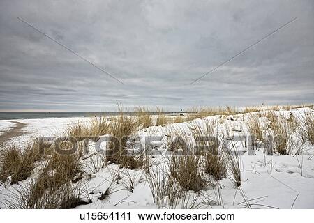 Grass growing in snowy landscape View Large Photo Image Stock Image - Grass growing in snowy landscape. Fotosearch