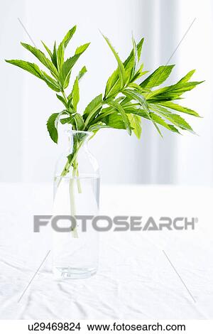 Picture - Leaves in bottle of water. Fotosearch