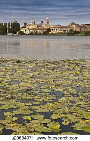Stock Image - Lily pads in still lake. Fotosearch