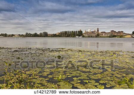 Lily pads in still lake View Large Photo Image Stock Photo - Lily pads in still lake. Fotosearch