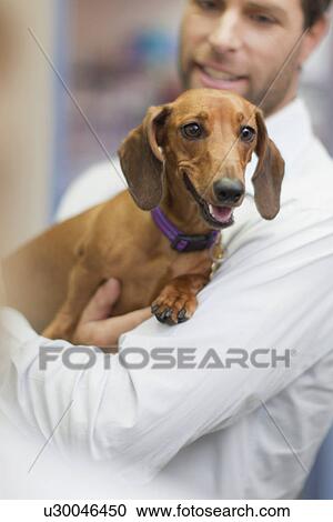 Man bringing dog to veterinarian View Large Photo Image Stock Image - Man bringing dog to veterinarian. Fotosearch