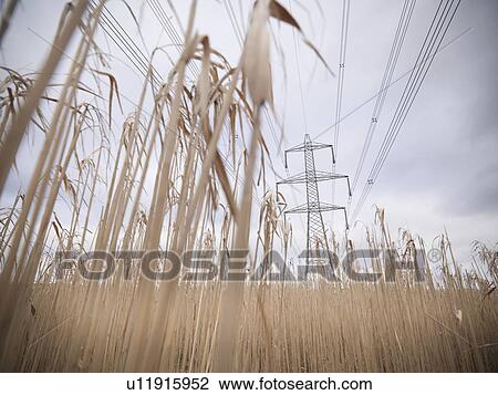 Stock Image - Power lines over field of elephant grass. Fotosearch