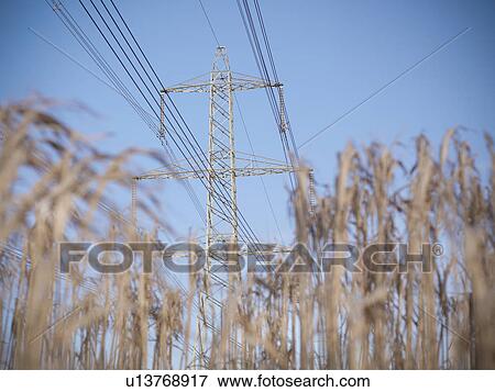Power lines over field of elephant grass View Large Photo Image Stock Photo - Power lines over field of elephant grass. Fotosearch