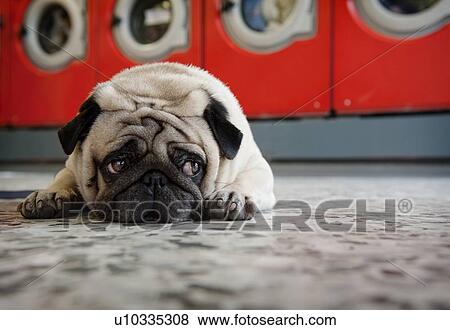Stock Photo - Pug laying on laundromat floor. Fotosearch