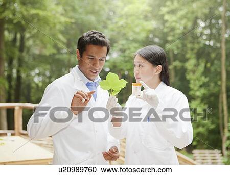 Stock Image - Scientists examining leaf outdoors. Fotosearch