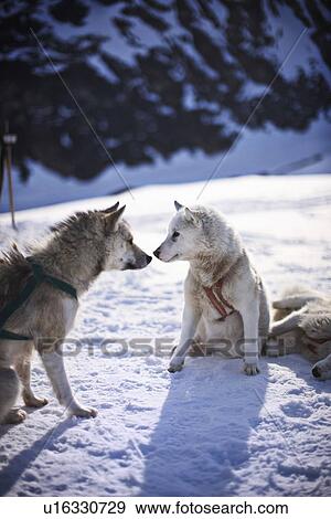 Sled dogs touching noses in snow View Large Photo Image Stock Photo - Sled dogs touching noses in snow. Fotosearch
