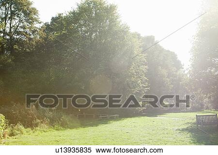 Stock Photography - Sun shining in forested park. Fotosearch