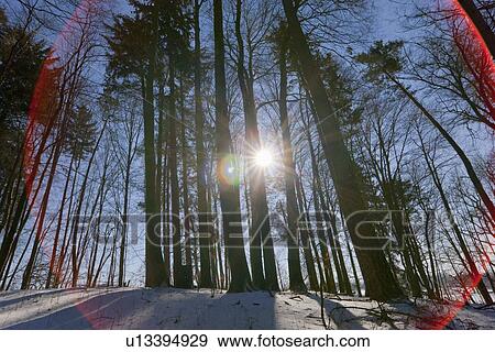 Sun shining through snowy forest View Large Photo Image Stock Photo - Sun shining through snowy forest. Fotosearch