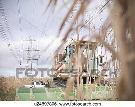 Tractor driving in elephant grass field View Large Photo Image Stock Photograph - Tractor driving in elephant grass field. Fotosearch