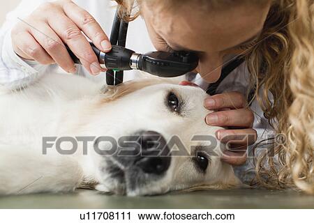 Veterinarian examining dog in office View Large Photo Image Stock Image - Veterinarian examining dog in office. Fotosearch
