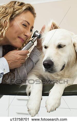 Veterinarian examining dog in office View Large Photo Image Stock Image - Veterinarian examining dog in office. Fotosearch