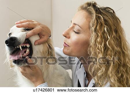 Veterinarian examining dog in office View Large Photo Image Stock Image - Veterinarian examining dog in office. Fotosearch