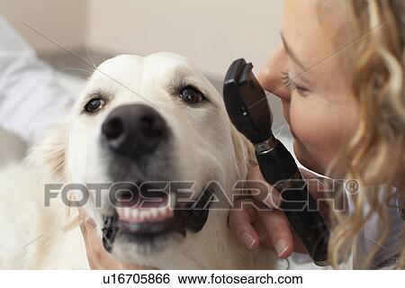 Veterinarian examining dog in office View Large Photo Image Stock Photograph - Veterinarian examining dog in office. Fotosearch