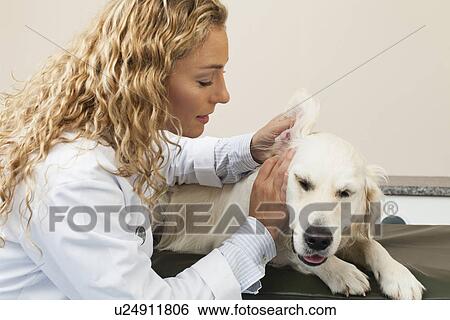 Stock Photograph - Veterinarian examining dog in office. Fotosearch