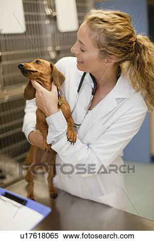 Veterinarian holding dog in kennel View Large Photo Image Stock Photography - Veterinarian holding dog in kennel. Fotosearch