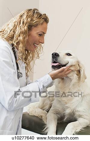 Stock Image - Veterinarian petting dog in office. Fotosearch