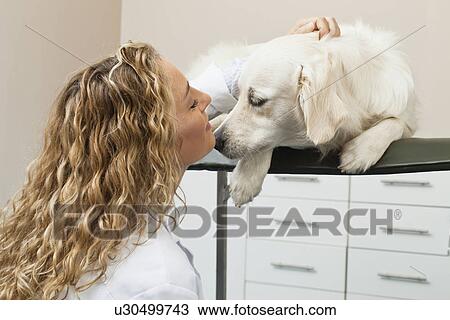 Veterinarian petting dog in office View Large Photo Image Stock Image - Veterinarian petting dog in office. Fotosearch