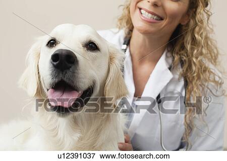 Stock Photo - Veterinarian petting dog in office. Fotosearch