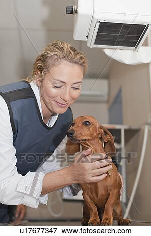 Stock Photo - Veterinarian petting dog in office. Fotosearch
