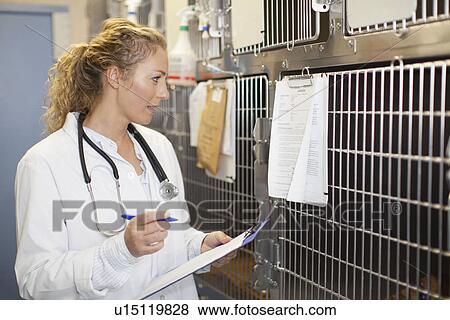 Veterinarian reading animals chart View Large Photo Image Stock Photo - Veterinarian reading animals chart. Fotosearch