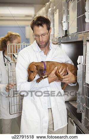 Veterinarian taking dog from kennel View Large Photo Image Stock Photo - Veterinarian taking dog from kennel. Fotosearch