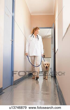 Stock Photo - Veterinarian walking dog in hospital. Fotosearch
