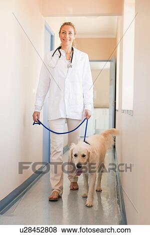 Stock Photo - Veterinarian walking dog in hospital. Fotosearch