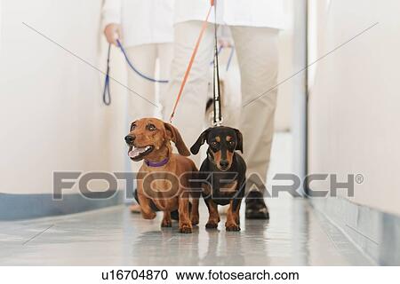 Veterinarian walking dogs in hospital View Large Photo Image Stock Image - Veterinarian walking dogs in hospital. Fotosearch