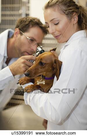 Veterinarians examining dog in kennel View Large Photo Image Stock Image - Veterinarians examining dog in kennel. Fotosearch