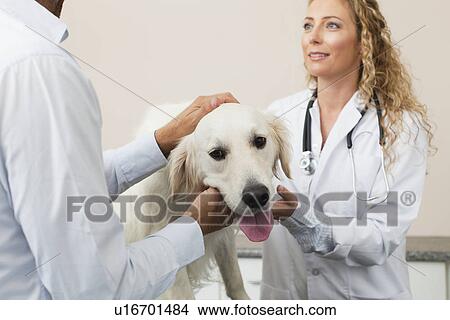 Picture - Veterinarians examining dog in office. Fotosearch