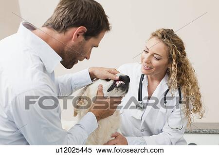 Stock Photography - Veterinarians examining dog in office. Fotosearch