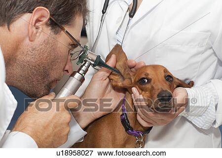 Stock Photo - Veterinarians examining dogs ear. Fotosearch