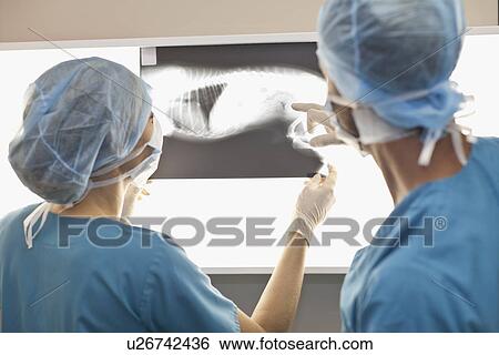 Stock Photograph - Veterinarians examining x-rays in office. Fotosearch