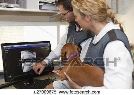 Stock Photography - Veterinarians examining x-rays in office. Fotosearch