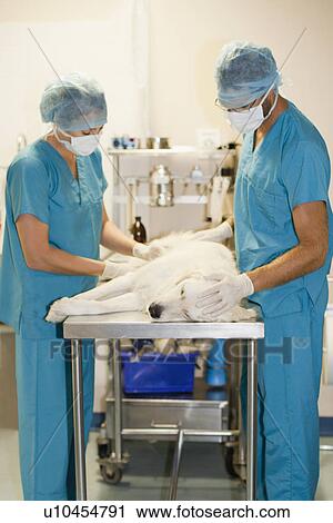 Stock Image - Veterinary surgeons working on dog. Fotosearch