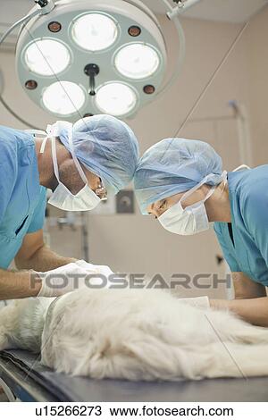 Veterinary surgeons working on dog View Large Photo Image Stock Image - Veterinary surgeons working on dog. Fotosearch