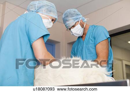 Stock Image - Veterinary surgeons working on dog. Fotosearch